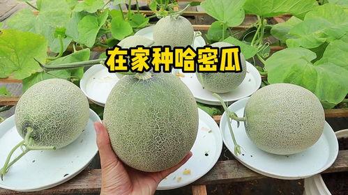 在家吃哈密瓜图片,哈密瓜的甘甜诱惑
