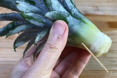 菜菜牙签吃瓜,揭秘娱乐圈幕后故事