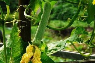 兮月吃瓜,揭秘娱乐圈背后的那些事儿