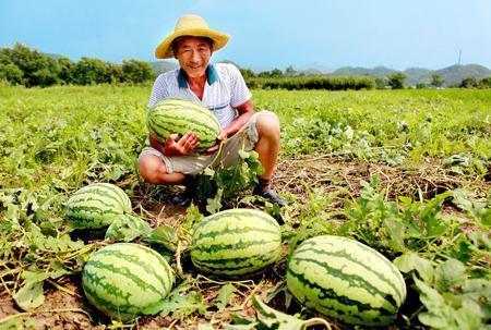 康平路吃瓜大队,揭秘都市里的“瓜田”生活