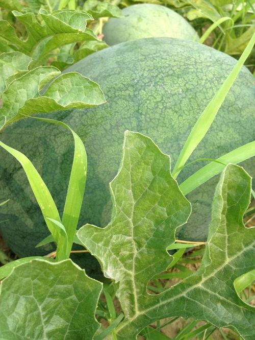 梦见自已摘瓜吃,揭秘摘瓜吃瓜的神秘寓意