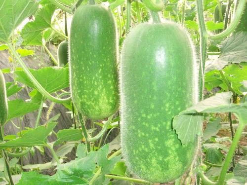 滔搏集体吃瓜,揭秘滔搏集体“吃瓜”背后的故事