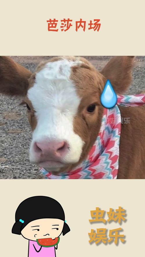 抖音吃瓜贴,揭秘热门事件背后的真相