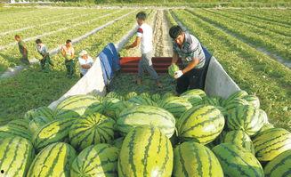 文安大柳河吃瓜事件,一场引发热议的网络狂欢