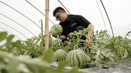 吃瓜模式广告,跟随广告潮流，一起“瓜”出精彩人生
