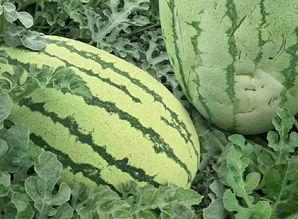 胡数瓜怎么吃,解锁美味新体验