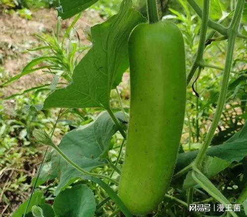 大家一起吃瓜落,一起品味生活的酸甜苦辣