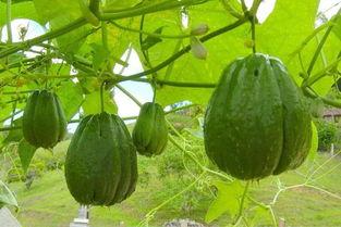 佛手瓜腾可以吃吗